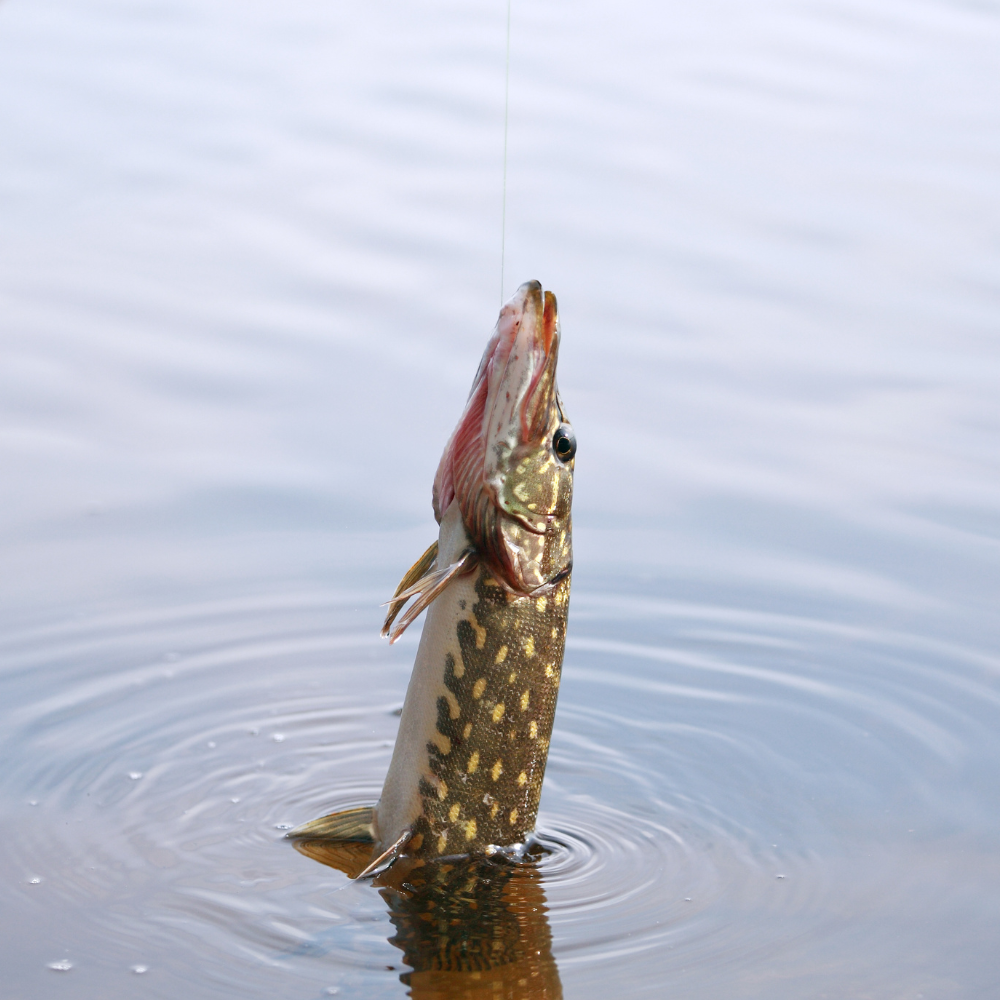 Pike fishing