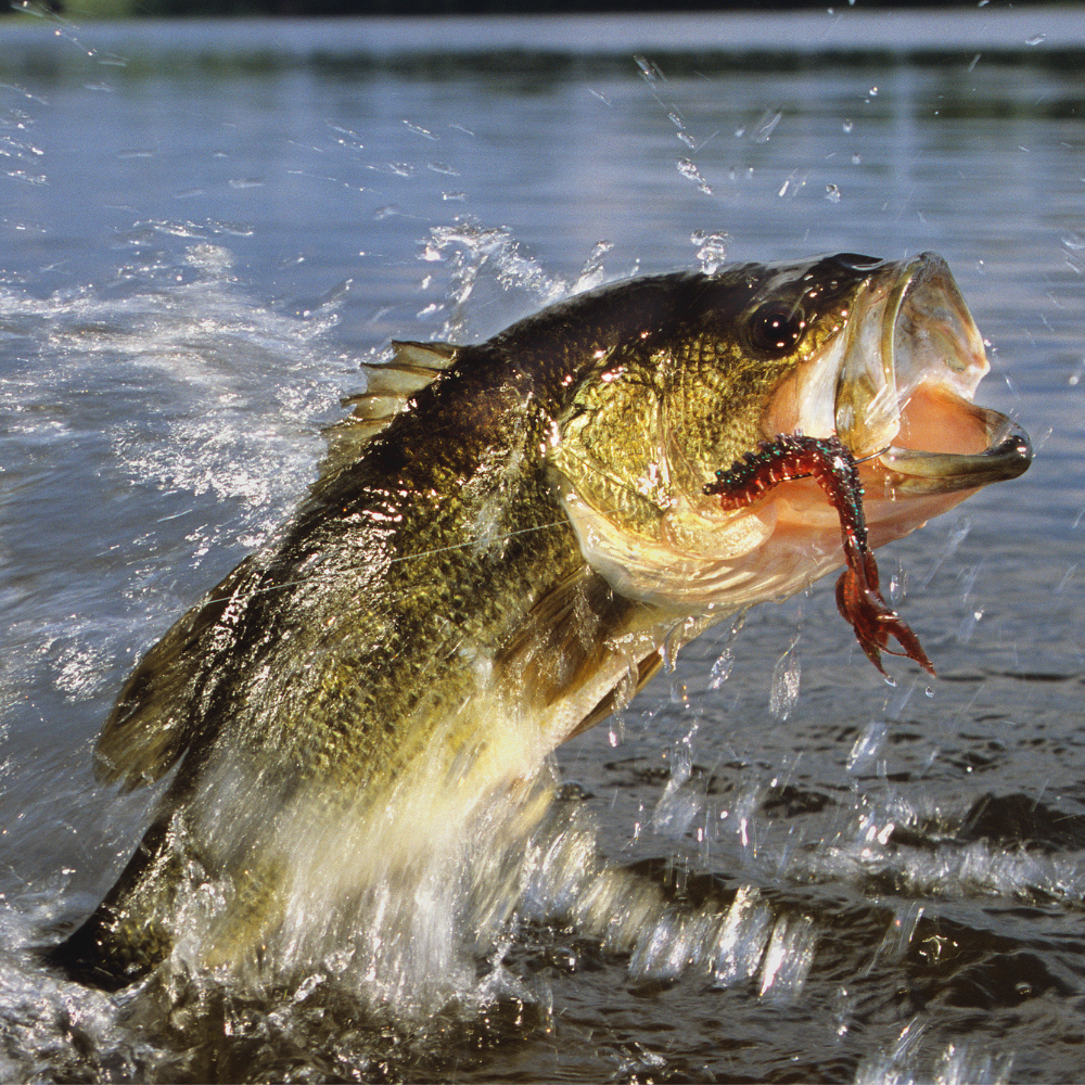 Bass Fishing