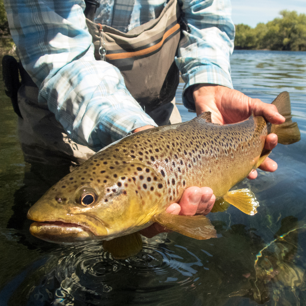 Trout fishing